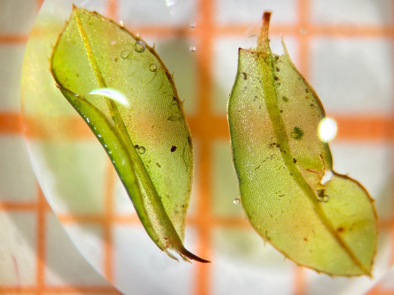 Mnium spinulosum